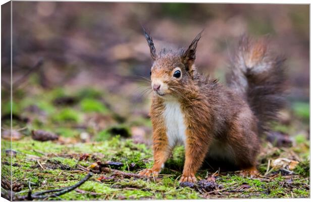 Portrait of a red squirrel in the rain Canvas Print by Jason Wells