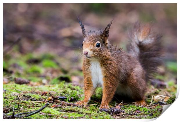Portrait of a red squirrel in the rain Print by Jason Wells
