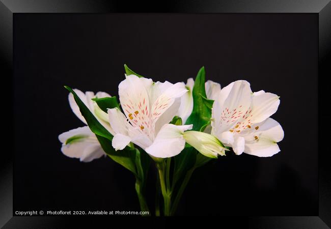 Alstroemeria White on Black Framed Print by  Photofloret
