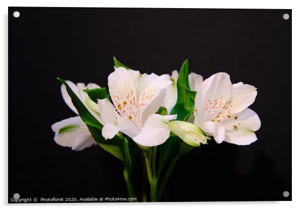 Alstroemeria White on Black Acrylic by  Photofloret