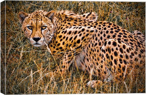 Cheetah in the Grass Canvas Print by Chris Lord