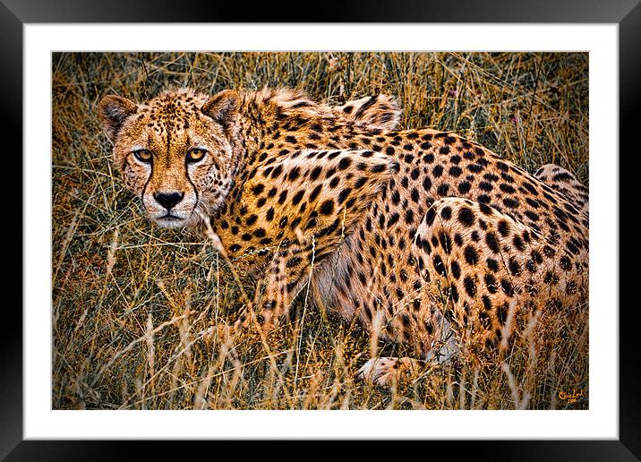 Cheetah in the Grass Framed Mounted Print by Chris Lord