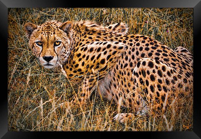 Cheetah in the Grass Framed Print by Chris Lord
