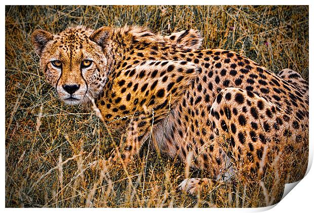 Cheetah in the Grass Print by Chris Lord