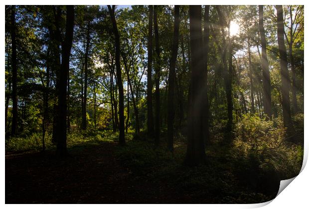 Apley Woods Print by simon alun hark