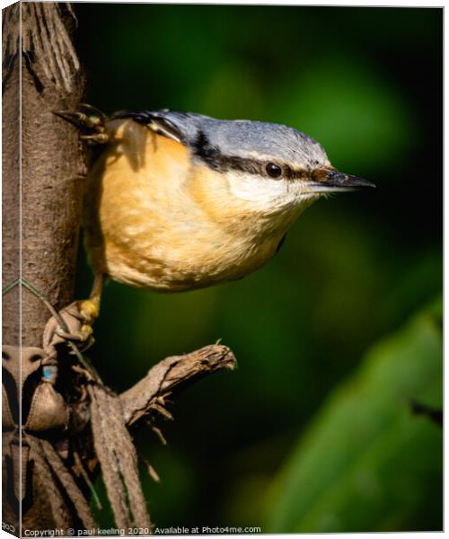 Nuthatch enjoying attention Canvas Print by Paul Keeling