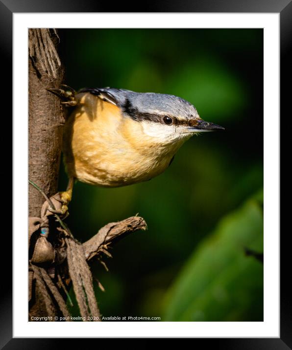 Nuthatch enjoying attention Framed Mounted Print by Paul Keeling