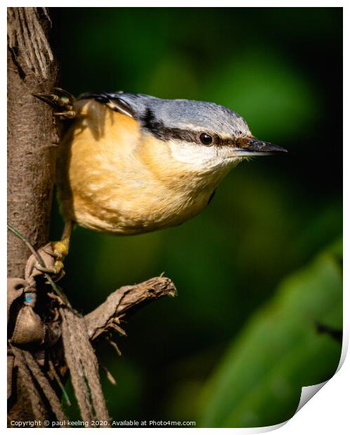 Nuthatch enjoying attention Print by Paul Keeling