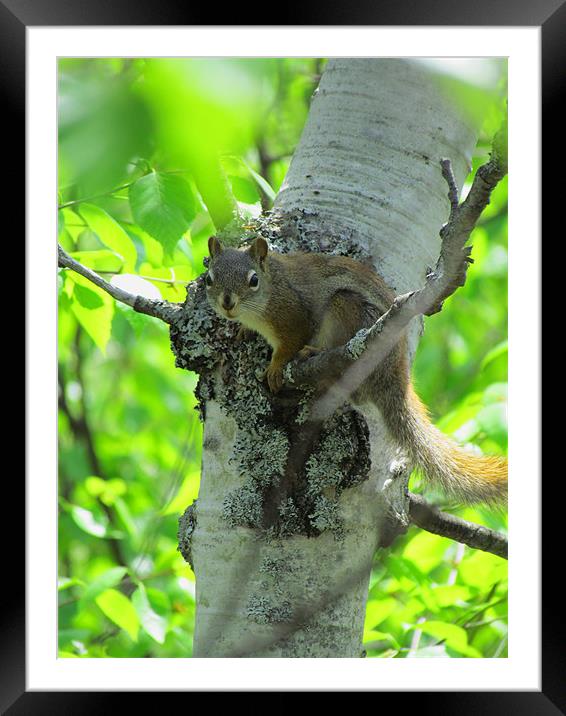 Inquisitive Tree Squirrel Framed Mounted Print by Lisa LeDuc