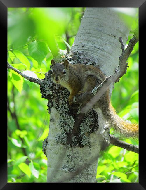 Inquisitive Tree Squirrel Framed Print by Lisa LeDuc