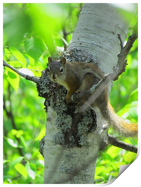 Inquisitive Tree Squirrel Print by Lisa LeDuc