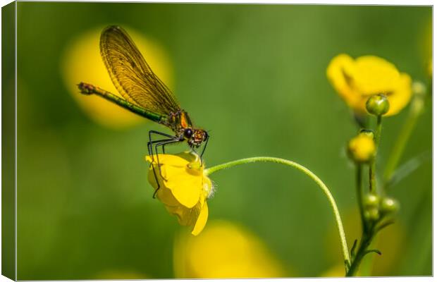 Banded Demoiselle Canvas Print by chris smith