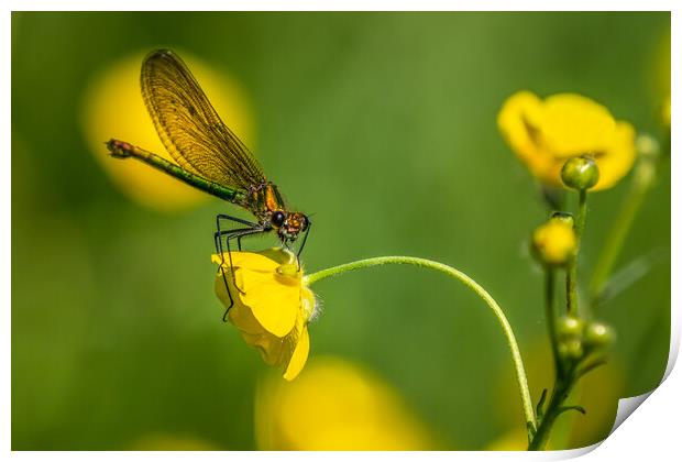 Banded Demoiselle Print by chris smith