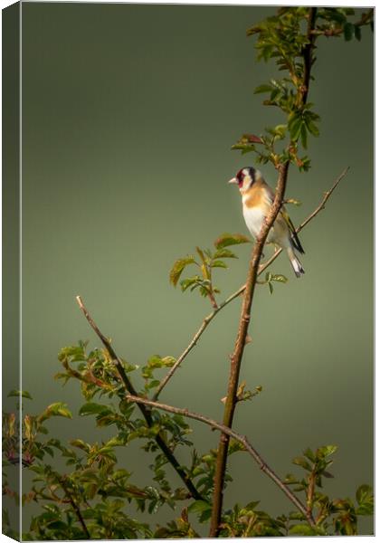 Goldfinch Canvas Print by chris smith