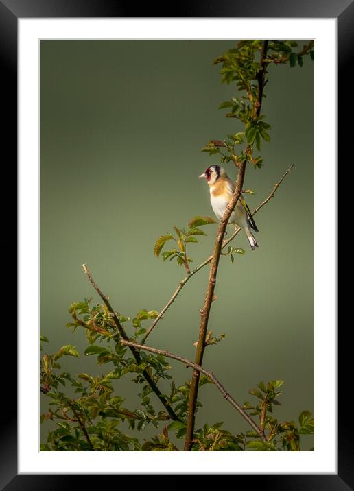 Goldfinch Framed Mounted Print by chris smith