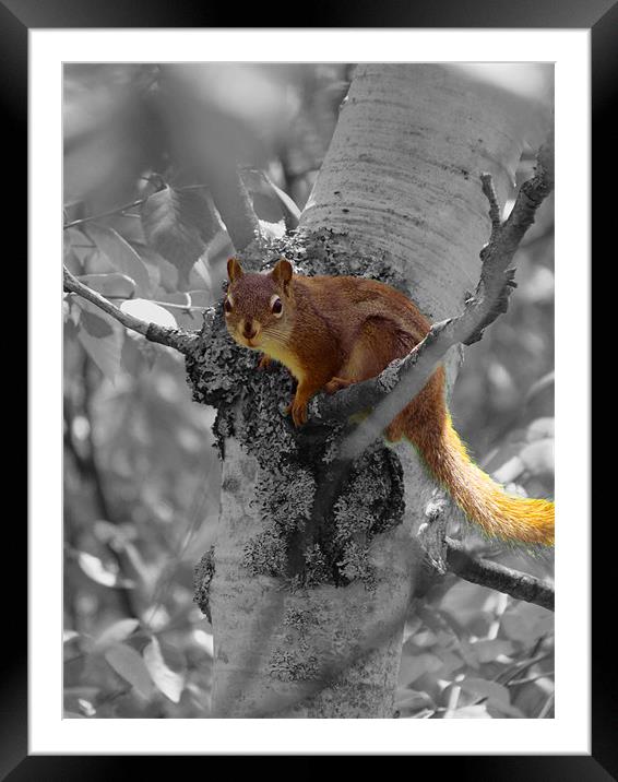 Full Life Squirrel, Grey World Framed Mounted Print by Lisa LeDuc