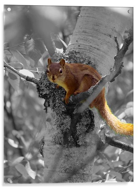 Full Life Squirrel, Grey World Acrylic by Lisa LeDuc