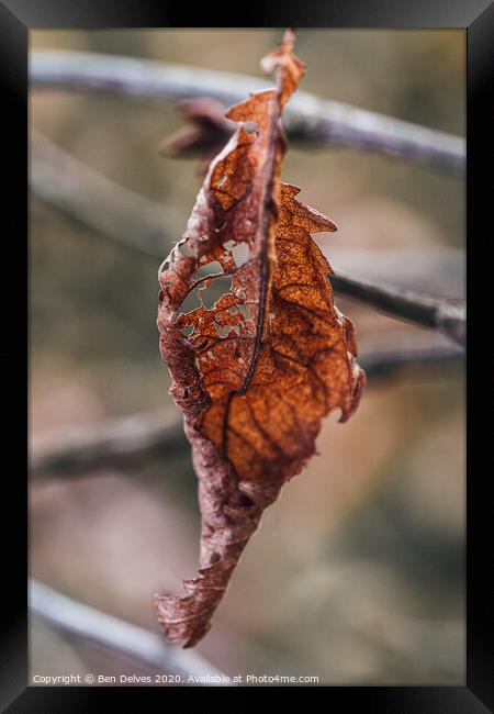 A Dying Leaf's Final Glimpse Framed Print by Ben Delves