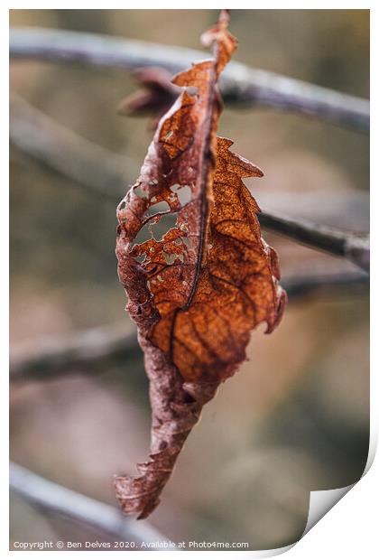 A Dying Leaf's Final Glimpse Print by Ben Delves