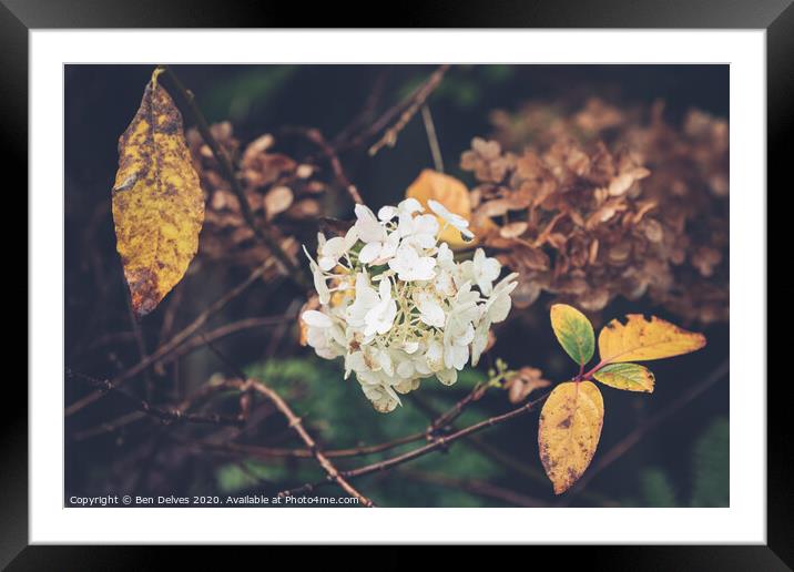Nature's Intricate Design Framed Mounted Print by Ben Delves