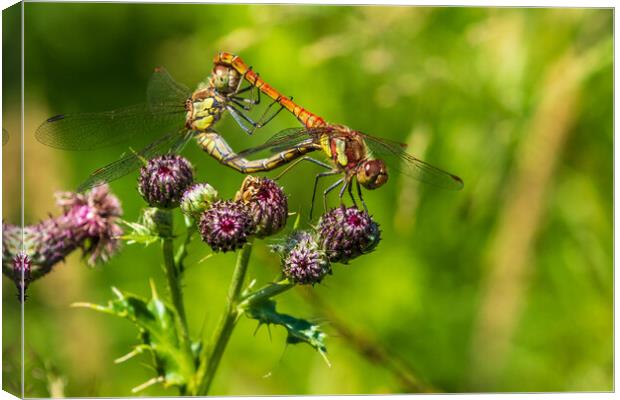 Dragenfly Canvas Print by chris smith