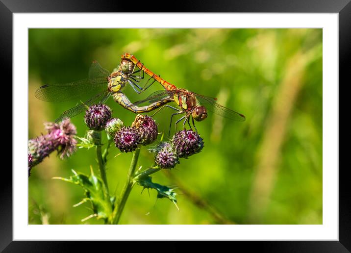 Dragenfly Framed Mounted Print by chris smith