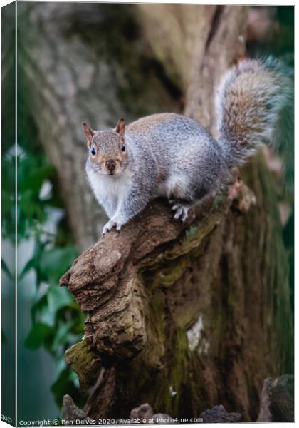 A squirrel standing on a branch Canvas Print by Ben Delves
