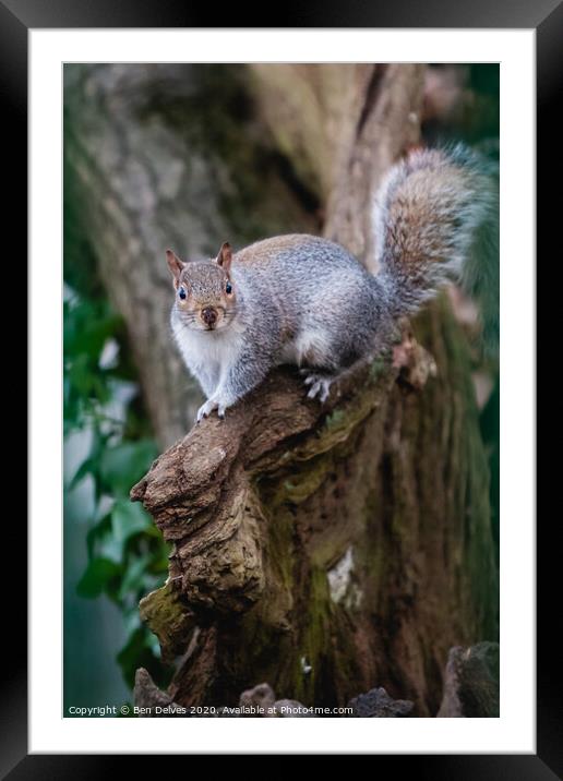 A squirrel standing on a branch Framed Mounted Print by Ben Delves