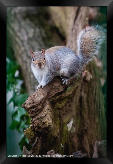 A squirrel standing on a branch Framed Print by Ben Delves