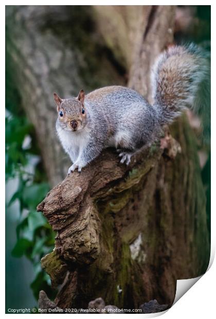 A squirrel standing on a branch Print by Ben Delves