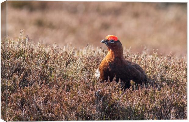 Red grouse  (Lagopus lagopus) Canvas Print by chris smith