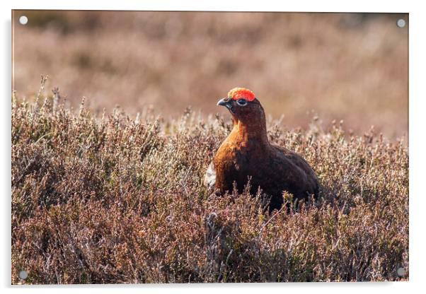 Red grouse  (Lagopus lagopus) Acrylic by chris smith