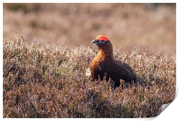 Red grouse  (Lagopus lagopus) Print by chris smith
