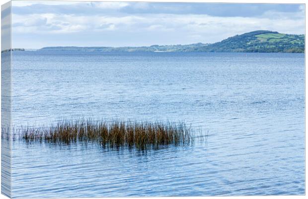Reeds in Lough Derg, County Clare, Ireland Canvas Print by Phil Crean