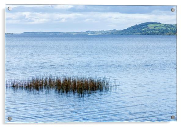 Reeds in Lough Derg, County Clare, Ireland Acrylic by Phil Crean
