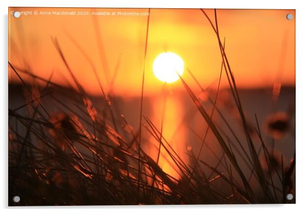 Sunset Through Long Grass Acrylic by Anne Macdonald