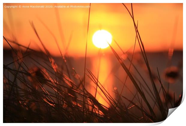 Sunset Through Long Grass Print by Anne Macdonald