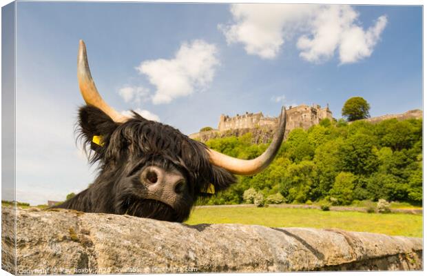 Highland Cow beneath Stirling Castle, Scotland Canvas Print by Kay Roxby