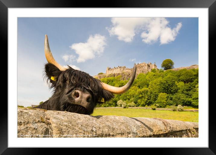 Highland Cow beneath Stirling Castle, Scotland Framed Mounted Print by Kay Roxby