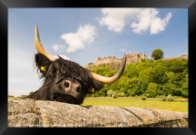 Highland Cow beneath Stirling Castle, Scotland Framed Print by Kay Roxby