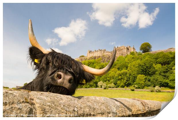 Highland Cow beneath Stirling Castle, Scotland Print by Kay Roxby