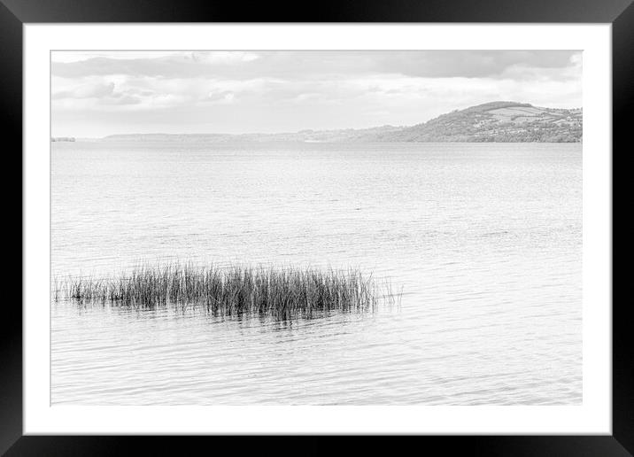 Reeds in Lough Derg, County Clare, Ireland Framed Mounted Print by Phil Crean
