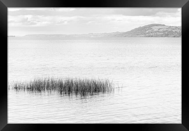 Reeds in Lough Derg, County Clare, Ireland Framed Print by Phil Crean