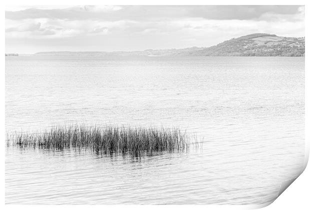 Reeds in Lough Derg, County Clare, Ireland Print by Phil Crean