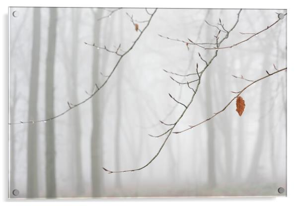 Lone Leaf Acrylic by Graham Custance