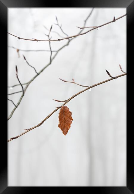 Lone Leaf Framed Print by Graham Custance