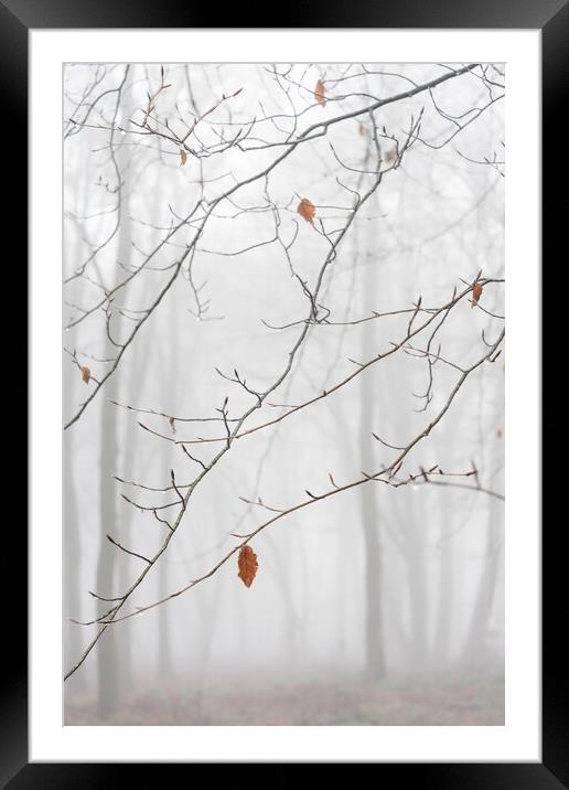 Lone Leaf  Framed Mounted Print by Graham Custance