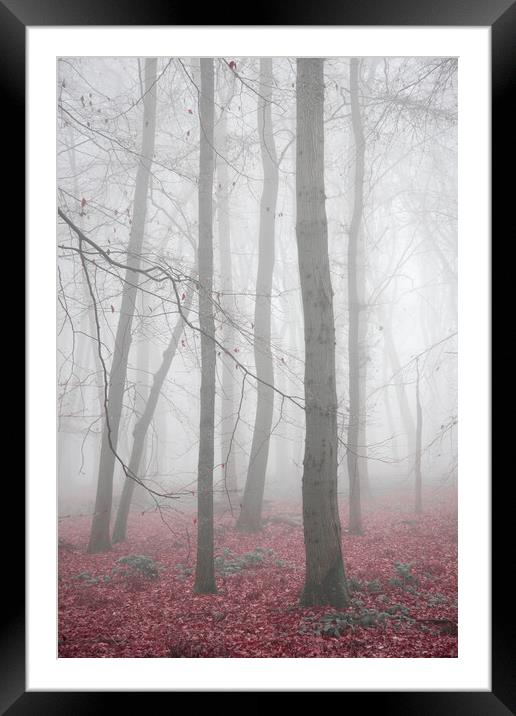 Autumn Trees Framed Mounted Print by Graham Custance