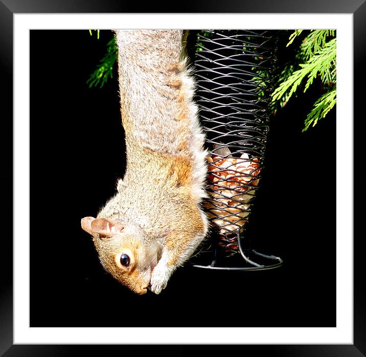 Squirrel Just Hanging  Framed Mounted Print by Louise Godwin