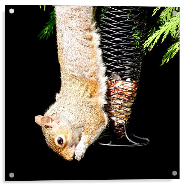 Squirrel Just Hanging  Acrylic by Louise Godwin